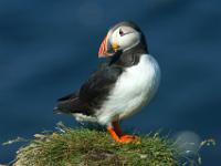 Puffin in Fotopose